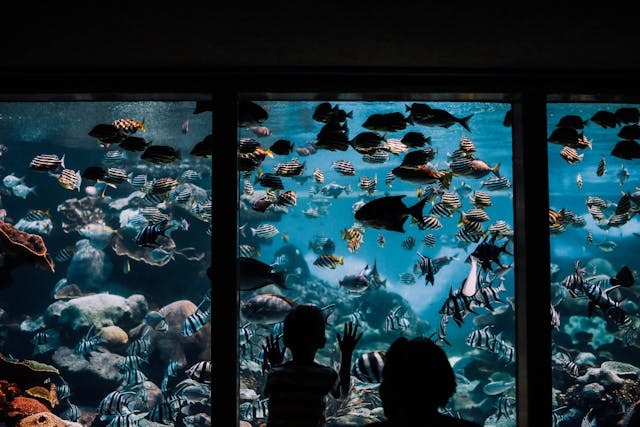 Child Watching Fish in Aquarium