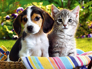 Cat & Dog