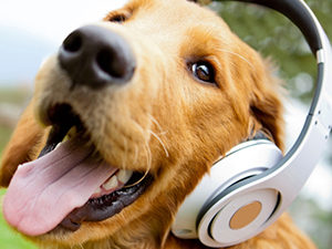 Headphone Dog